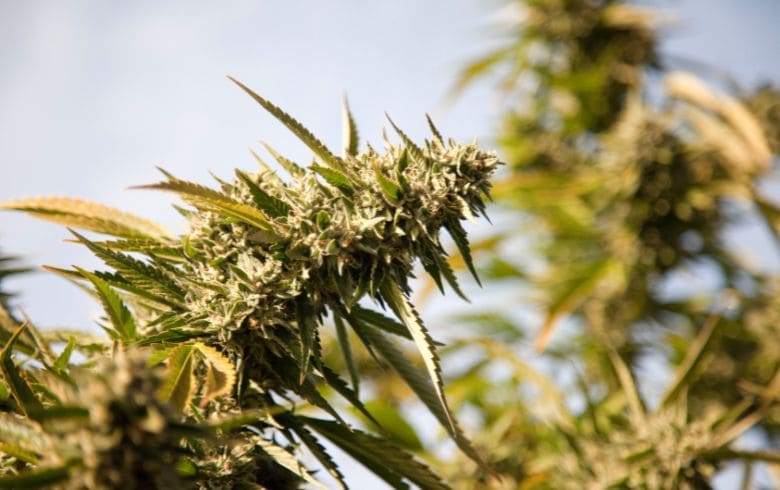 semana 7 de floración