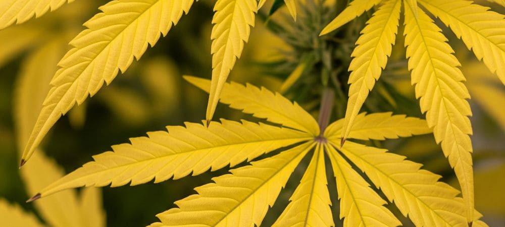 Hojas amarillas en plantas de marihuana