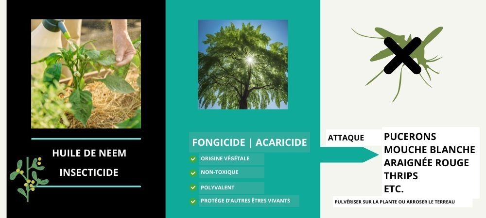 huile de neem bienfaits plantes