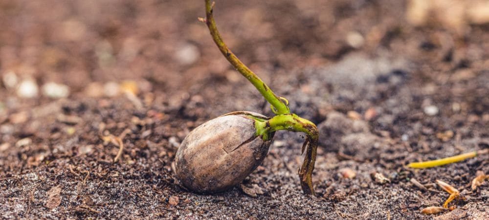 germinated marijuana seed
