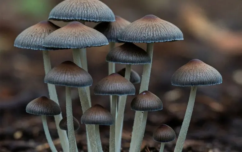 Microdosis de psilocibina: Beneficios, ciencia y futuro en salud mental