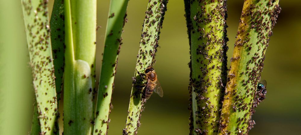 mejor insecticida para pulgones 3