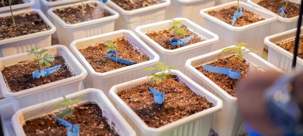 white pots with cannabis plants indoors