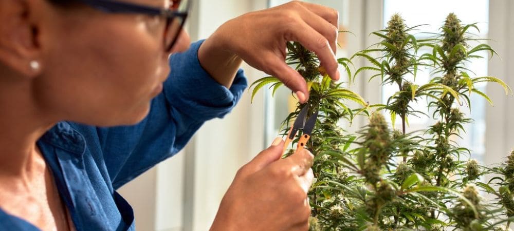 manicurado marihuana