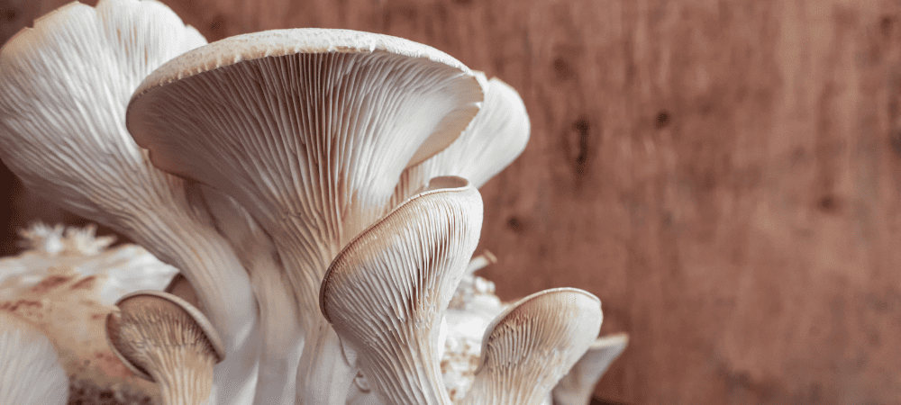 Top 10 Mejores Setas Comestibles Guía Completa 2025