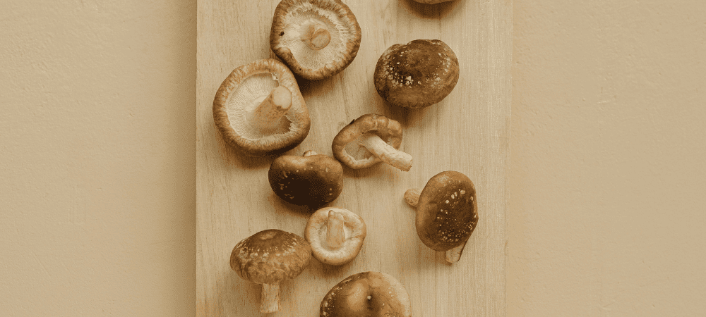 Shiitake Speisepilz
