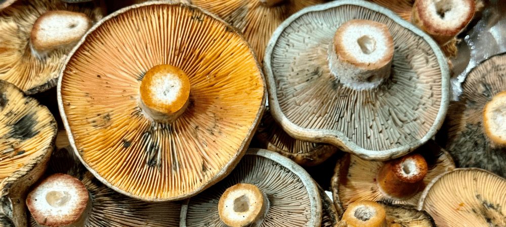 Edel-Reizker Pilz