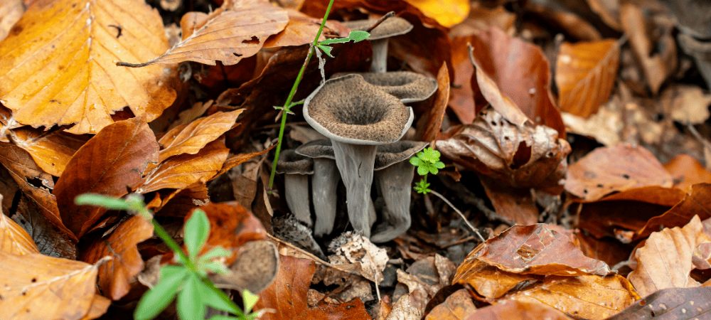 Totentrompete Speisepilz