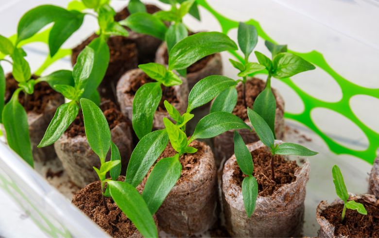 Noticias Cannábicas