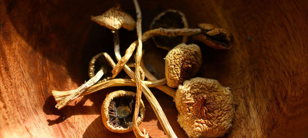 champignons hallucinogènes