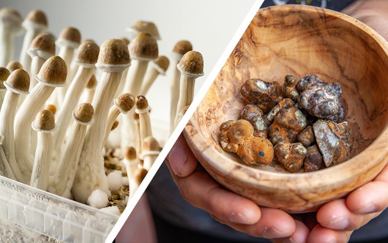 Noticias Cannábicas