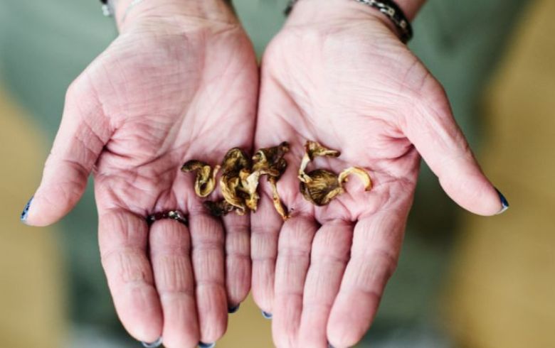 Noticias Cannábicas