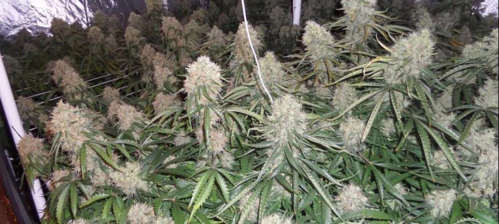 coltivazione indoor ottimizzata di Moby Dick XXL da semi sfusi