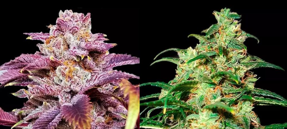 piante di Somango e Skunk ben curate per massimizzare la resa dei semi sfusi