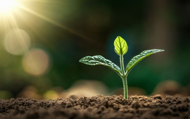 Noticias Cannábicas