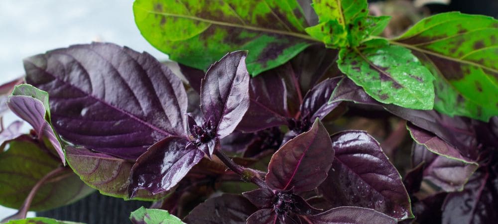 manjericão tailandês