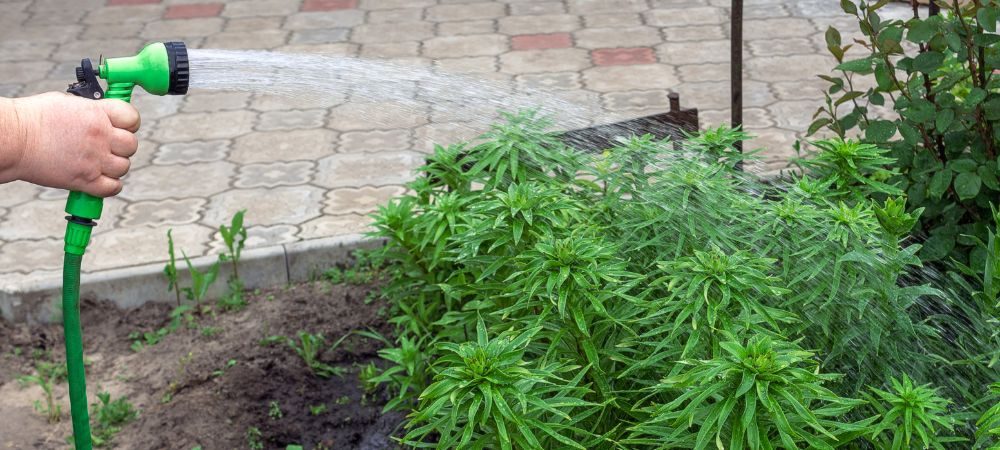Cannabispflanzen im Urlaub gießen können