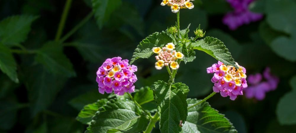 lantana camara que cheira a maconha