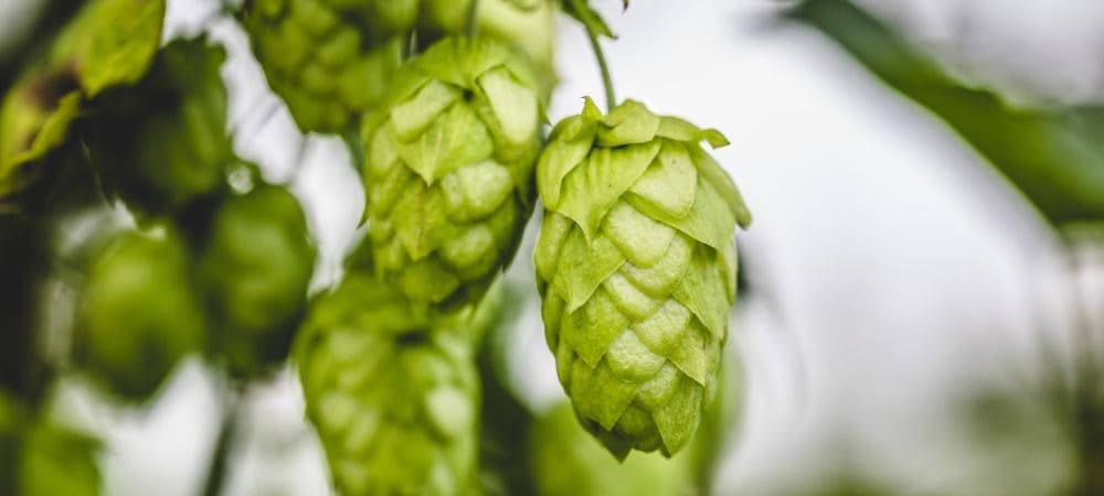 lúpulo