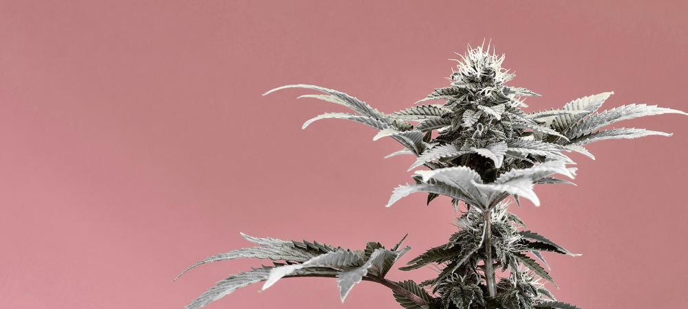 plante de cannabis albinos