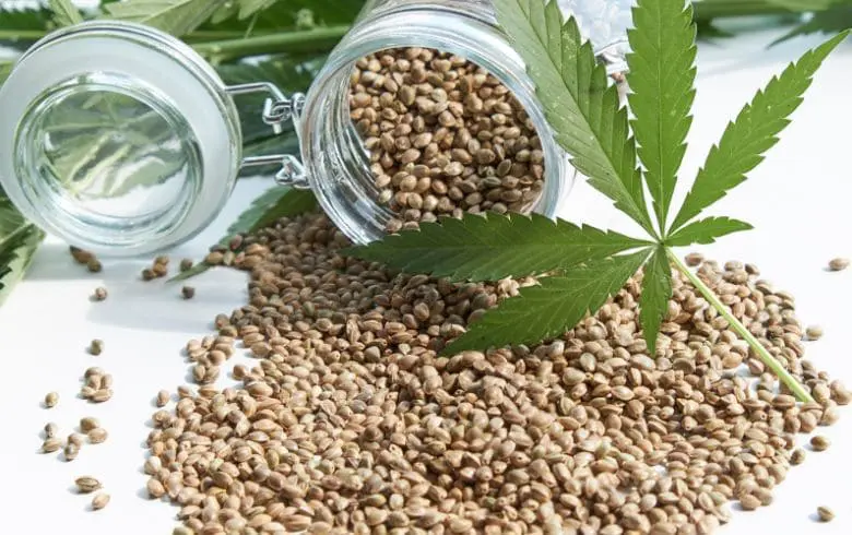 Semillas a granel 2026: genéticas top al mejor precio del mercado