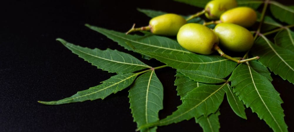 árvore de neem que cheira a maconha