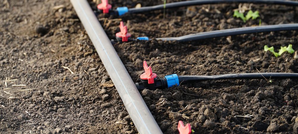 rega por gotejamento em cannabis