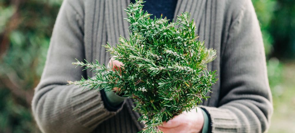 plantas que cheiram a maconha alecrim