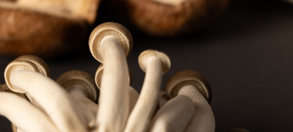 one of the most potent hallucinogenic mushrooms