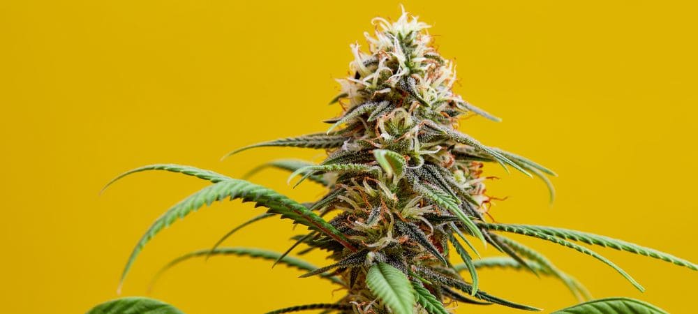 Top variedades de marihuana banana