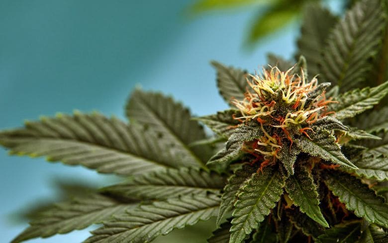 pistilos en la marihuana