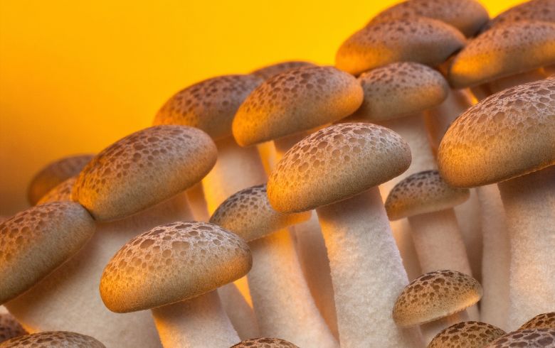 mejores setas mágicas