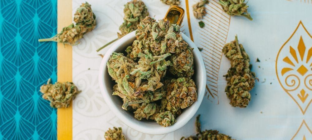 germogli di canapa di qualità