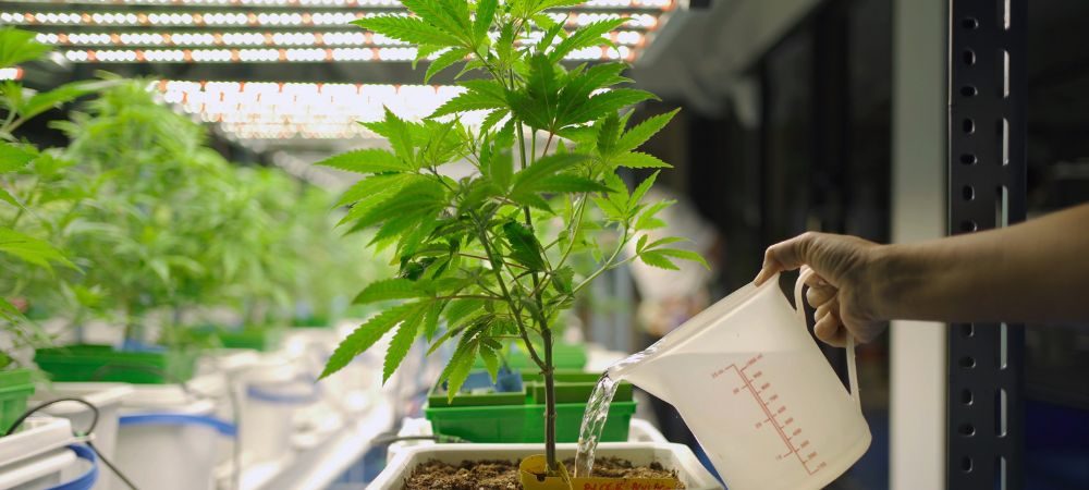 regar a planta de cannabis