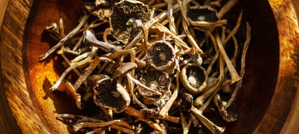 Tipi di funghi magici