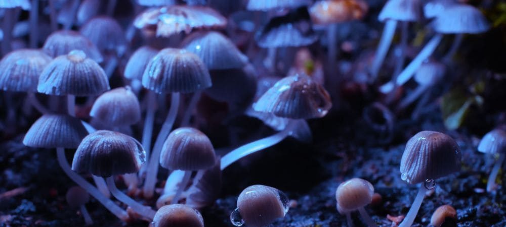 Tipi di funghi allucinogeni