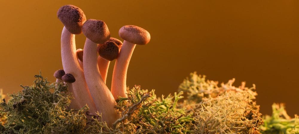 funghi con psilocibina