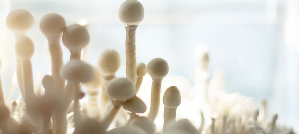 tipi più comuni di funghi