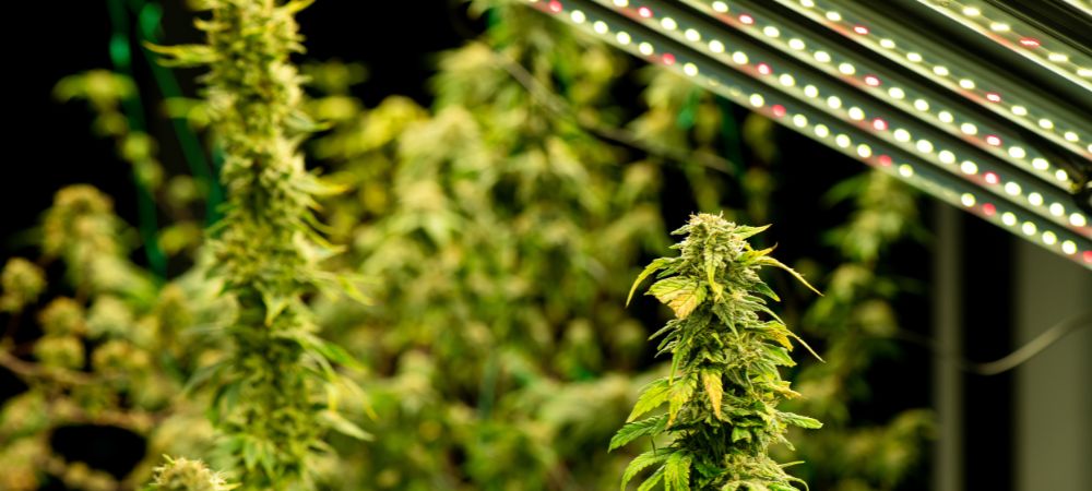 luz verde cultivo indoor