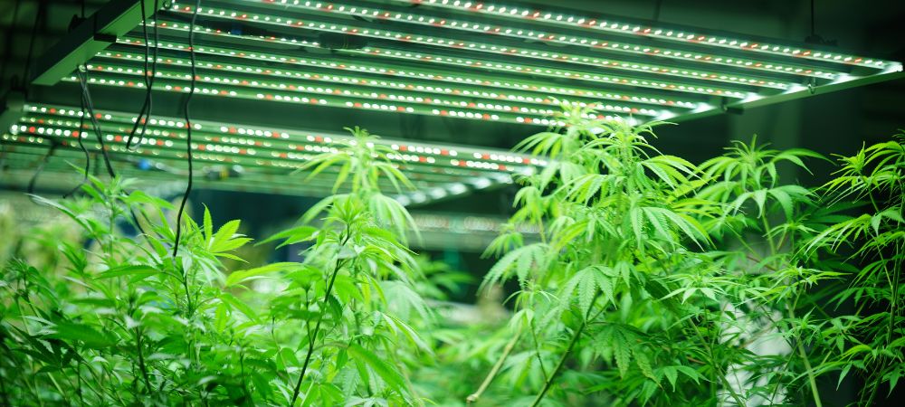 benefícios da luz verde no cultivo indoor de cannabis