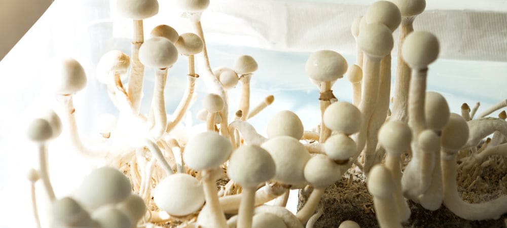 riscos da cultura líquida de fungos