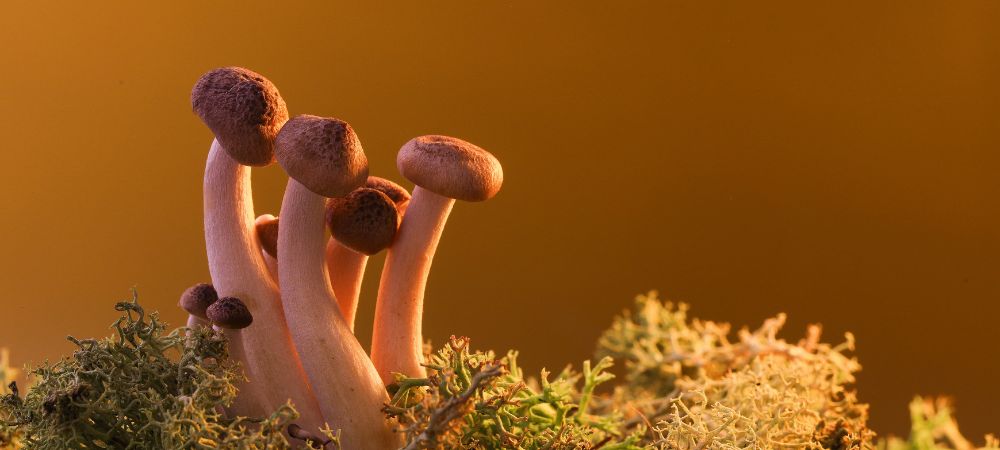 variedades de cogumelos mágicos