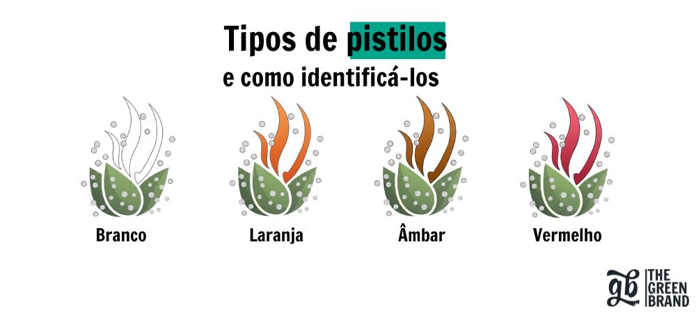 Tipos de pistilos