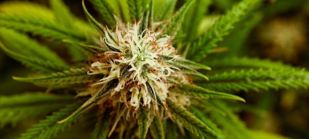 pistilli della cannabis