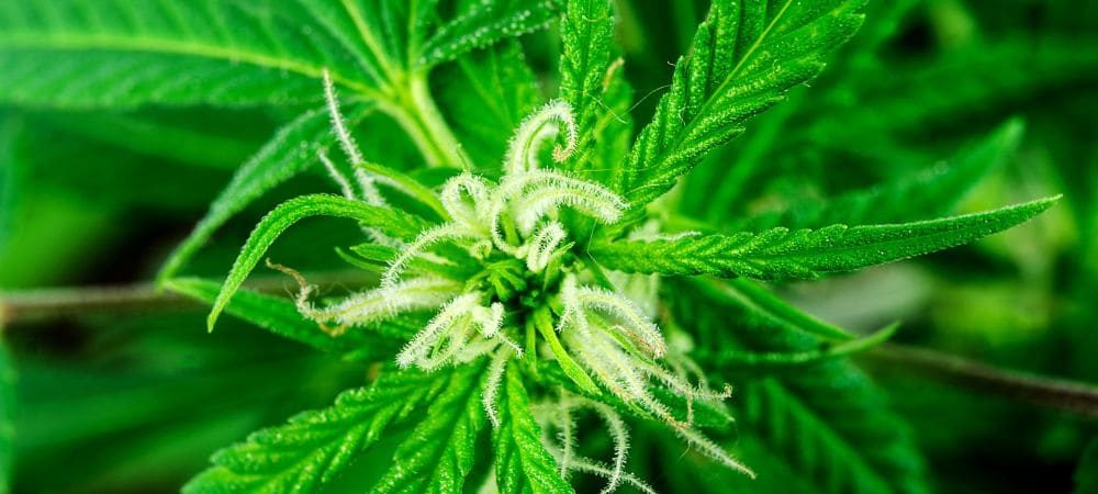 sviluppo dei pistilli nella cannabis
