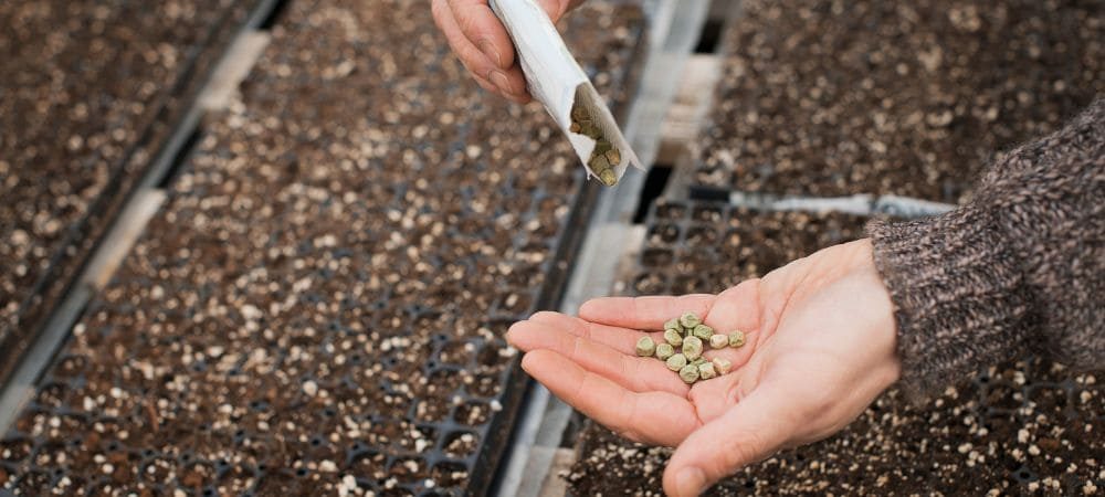 compra sementes a granel