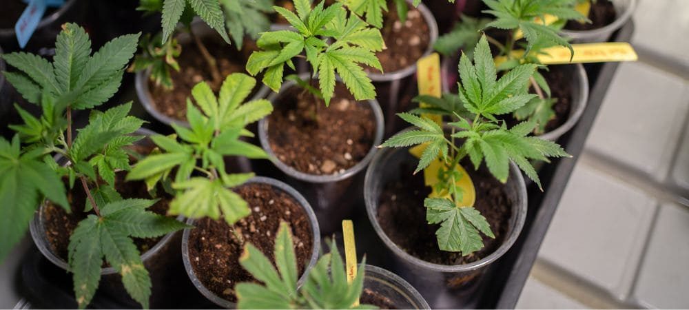 top sementes a granel