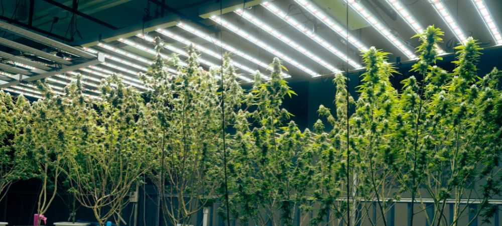 piante cannabis