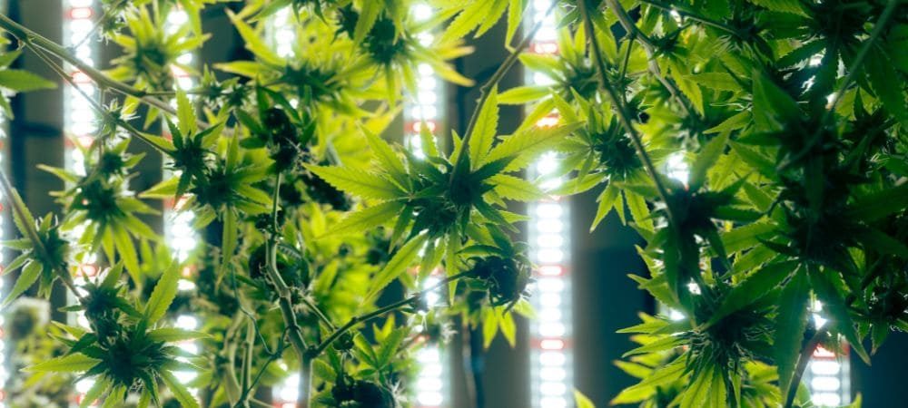 potência da luz para cultivo