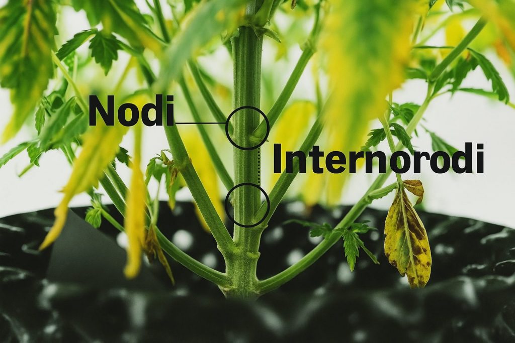 Primo piano del fusto di una pianta che mostra la posizione dei nodi e degli internodi, indicati con testo e cerchi esplicativi.